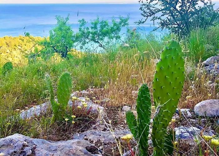 Mediterraneum